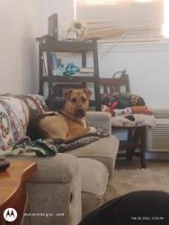 Lost Male Dog last seen Lowry Field, Lubbock, TX 79412
