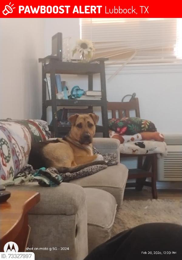 Lost Male Dog last seen Lowry Field, Lubbock, TX 79412