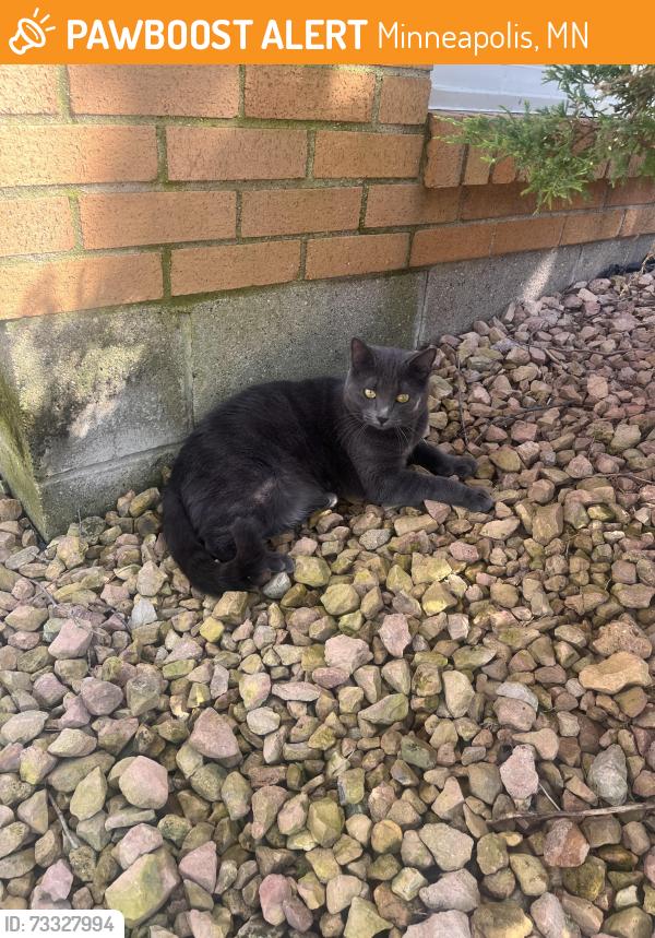 Found/Stray Unknown Cat last seen 35th and Emerson, Minneapolis, MN 55408