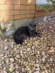 Found/Stray Unknown Cat last seen 35th and Emerson, Minneapolis, MN 55408