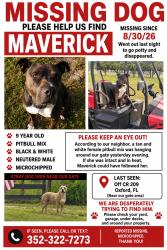 Lost Male Dog last seen Cr 209, Sumter County, FL 32162