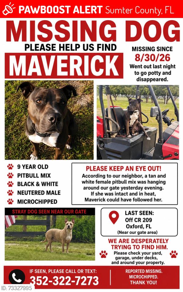 Lost Male Dog last seen Cr 209, Sumter County, FL 32162