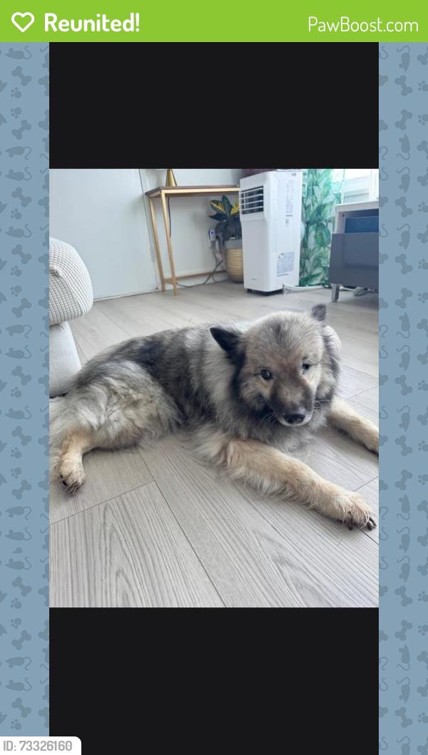Reunited Male Dog last seen Wallace Rd, Richmond, BC V7E 2C4