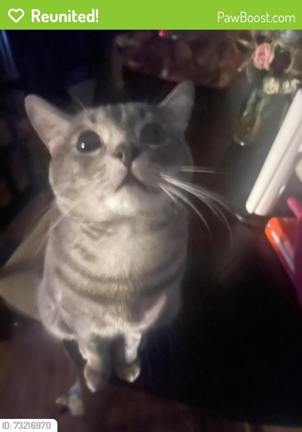 Reunited Male Cat last seen 2nd Street, Killeen, TX 76541