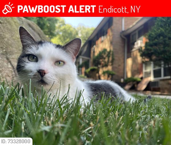 Lost Female Cat last seen Emr, Endicott, NY 13760