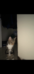 Lost Female Cat last seen Tuxedo edgeland, Winnipeg, MB R3P 0R1