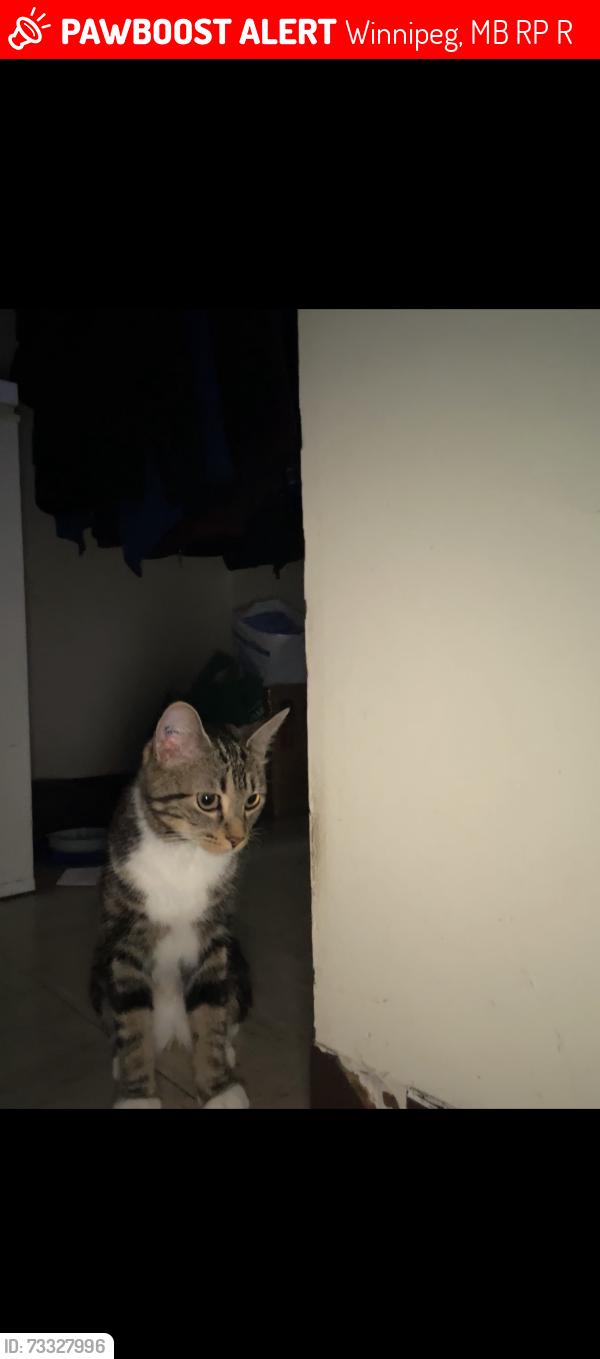 Lost Female Cat last seen Tuxedo edgeland, Winnipeg, MB R3P 0R1