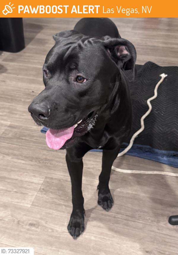 Found/Stray Male Dog last seen Russell Rd /Boulder Hwy, Las Vegas, NV 89104