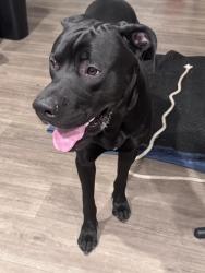 Found/Stray Male Dog last seen Russell Rd /Boulder Hwy, Las Vegas, NV 89104