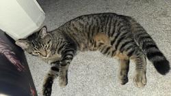 Found/Stray Male Cat last seen 9th and Ashland Ave., Green Bay, WI 54304