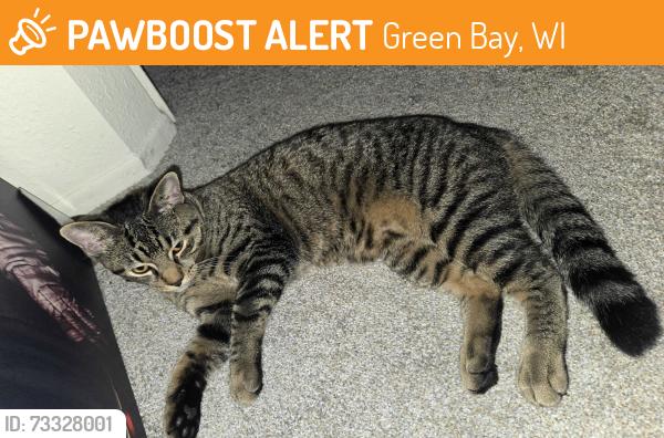 Found/Stray Male Cat last seen 9th and Ashland Ave., Green Bay, WI 54304