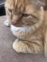Lost Male Cat last seen lost in stony brook, Greeley, CO 80634