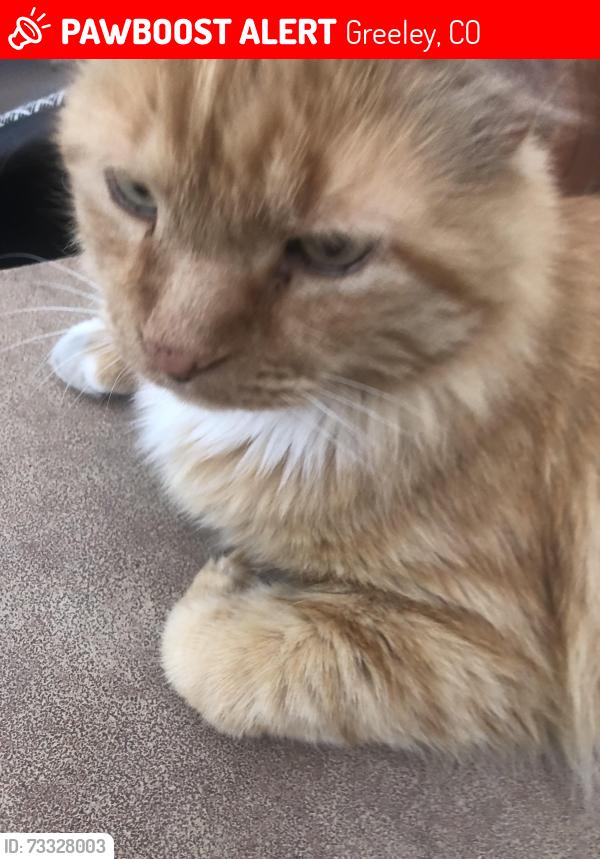 Lost Male Cat last seen lost in stony brook, Greeley, CO 80634