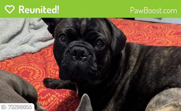 Reunited Male Dog last seen 48th and Hillside St, Lincoln, NE 68506