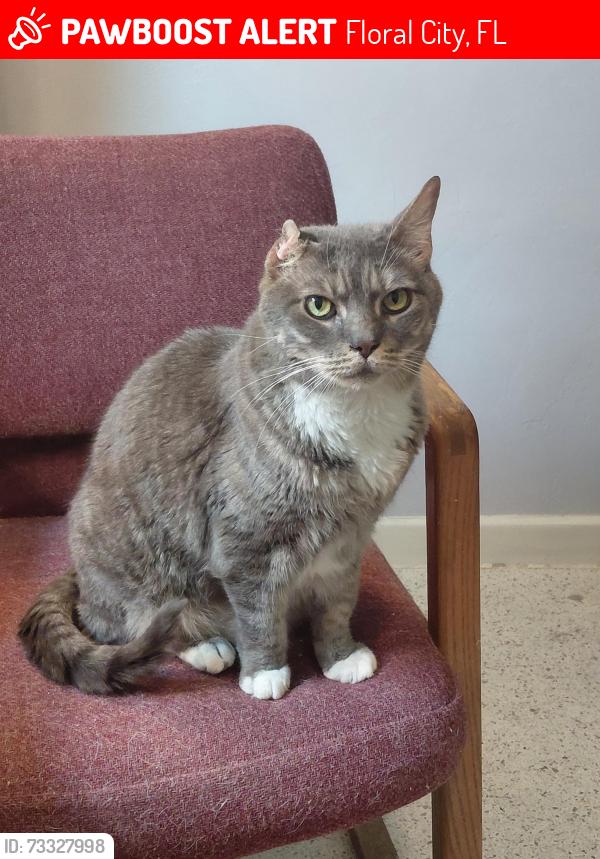 Lost Male Cat last seen E Savannah Dr & E Sppanish Trail, Floral City, FL 34436