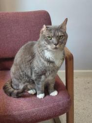 Lost Male Cat last seen E Savannah Dr & E Sppanish Trail, Floral City, FL 34436