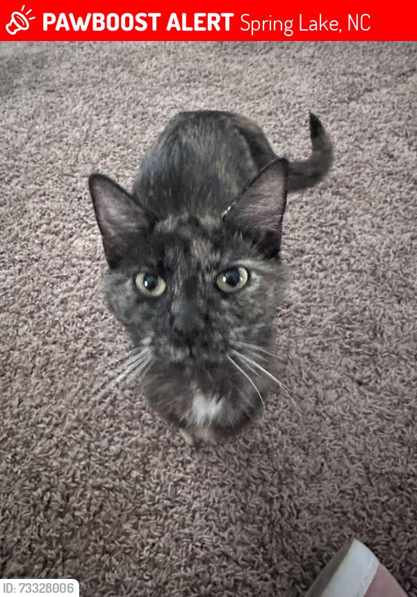 Lost Female Cat last seen Ray road, Spring Lake, NC 28390