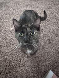 Lost Female Cat last seen Ray road, Spring Lake, NC 28390