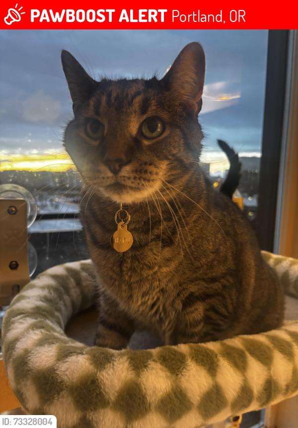 Lost Male Cat last seen NE Mallory Ave and NE Wygant St, Portland, OR 97211