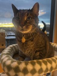 Lost Male Cat last seen NE Mallory Ave and NE Wygant St, Portland, OR 97211