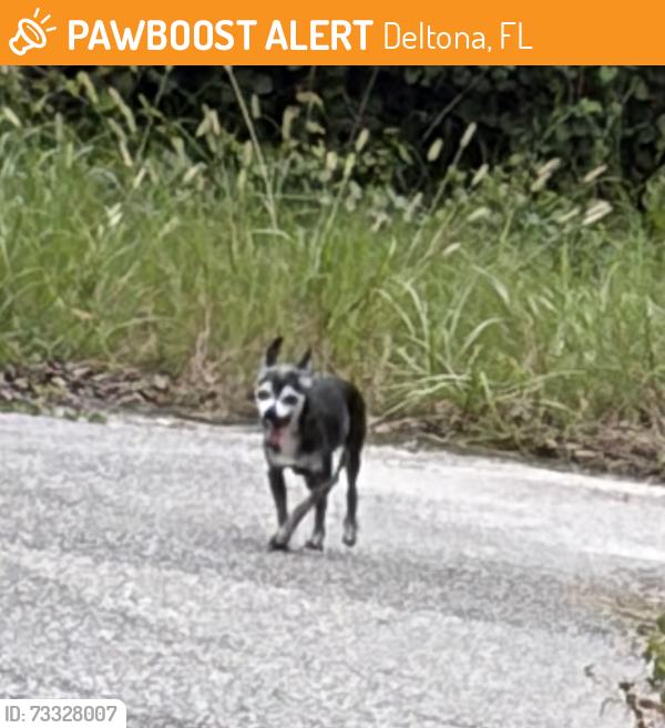 Found/Stray Unknown Dog last seen Tealwood Terrace & Forest Edge Drive, Deltona, FL 32725