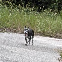 Found/Stray Unknown Dog last seen Tealwood Terrace & Forest Edge Drive, Deltona, FL 32725