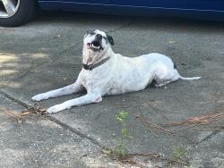 Reunited Male Dog last seen Aaran Lake West, Fayetteville, NC 28304