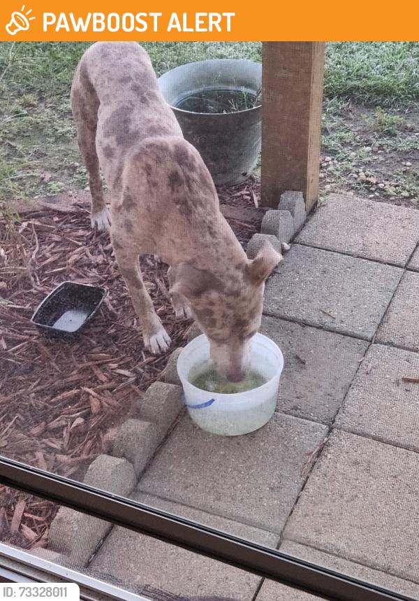Found/Stray Unknown Dog last seen Condary rd, Johnston County, NC 27576