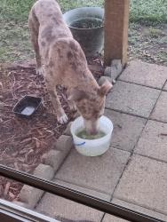 Found/Stray Unknown Dog last seen Condary rd, Johnston County, NC 27576