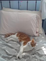 Reunited Male Cat last seen N 49th and Defiance St, Tacoma, WA 98407