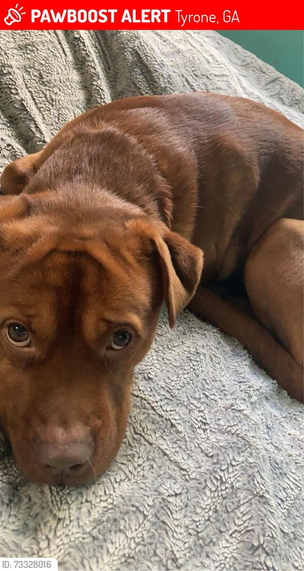 Lost Male Dog last seen Whispering Pines mobile home in Tyrone ga, Tyrone, GA 30290
