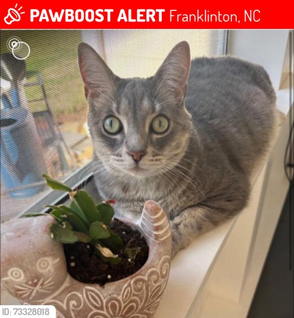 Lost Male Cat last seen Vast View Way, Olde Liberty Drive, Franklinton, NC 27525