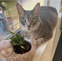 Lost Male Cat last seen Vast View Way, Olde Liberty Drive, Franklinton, NC 27525
