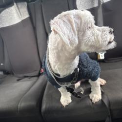 Lost Male Dog last seen Popular hall drive, Norfolk, VA 23502