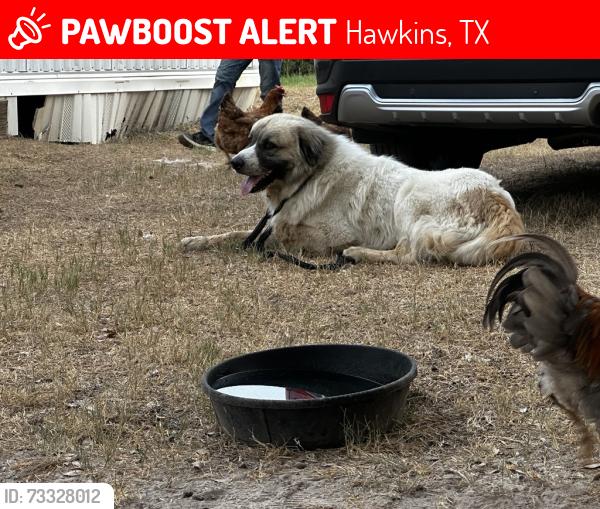 Lost Male Dog last seen Lake Hawkins - CR3470, Hawkins, TX 75765
