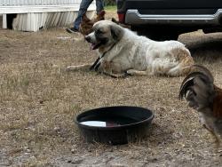 Lost Male Dog last seen Lake Hawkins - CR3470, Hawkins, TX 75765