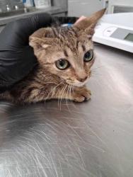 Shelter Stray Male Cat last seen Near Binginham Island, Sevier County, TN, 1008 Old Knoxville Hwy, Sevierville, TN 37862, USA