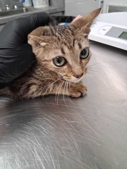 Shelter Stray Male Cat last seen Near Binginham Island, Sevier County, TN, 1008 Old Knoxville Hwy, Sevierville, TN 37862, USA