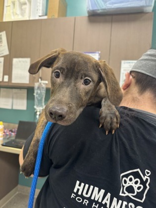 Shelter Stray Female Dog last seen Near Fox Cir, HC Strays by Out of County Residents, TX, 10501 Hague Rd, Fishers, IN 46038, USA