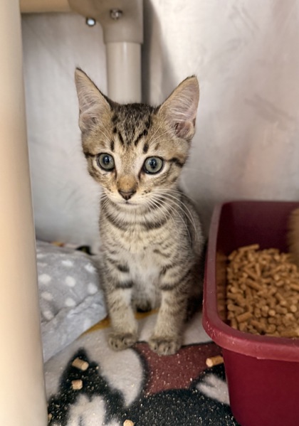 Shelter Stray Male Cat last seen HWY 55 w Dover, NC, Dover, NC, 1639 Old Airport Rd, New Bern, NC 28562, USA