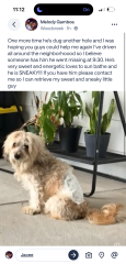 Reunited Male Dog last seen Forestridge, Rockwall, TX 75087