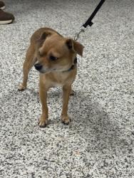 Shelter Stray Male Dog last seen SPRINGFIELD, VA, 22150, KERR DR & BELFAST LN, Fairfax County, VA, 4500 West Ox Rd, Fairfax, VA 22030, USA