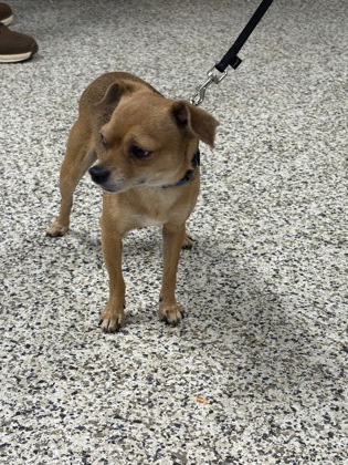 Shelter Stray Male Dog last seen SPRINGFIELD, VA, 22150, KERR DR & BELFAST LN, Fairfax County, VA, 4500 West Ox Rd, Fairfax, VA 22030, USA