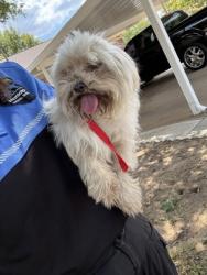 Shelter Stray Female Dog last seen Near Vaughn- EV, EVERMAN, TX, 3961 Bluebell Dr, Everman, TX 76140, USA