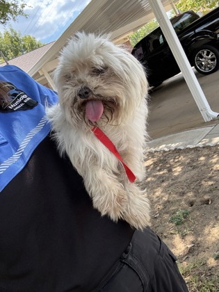 Shelter Stray Female Dog last seen Near Vaughn- EV, EVERMAN, TX, 3961 Bluebell Dr, Everman, TX 76140, USA
