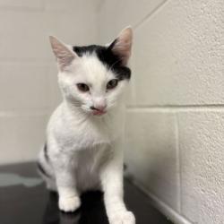 Shelter Stray Male Cat last seen Near Cove Lane, City of Knoxville GP, TN, 3201 Division St, Knoxville, TN 37919, USA