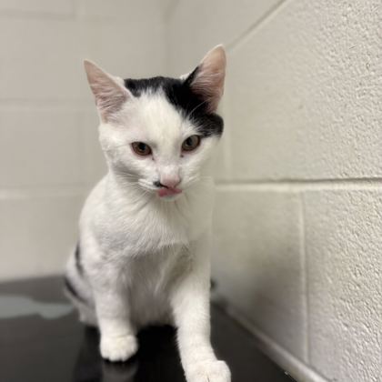 Shelter Stray Male Cat last seen Near Cove Lane, City of Knoxville GP, TN, 3201 Division St, Knoxville, TN 37919, USA