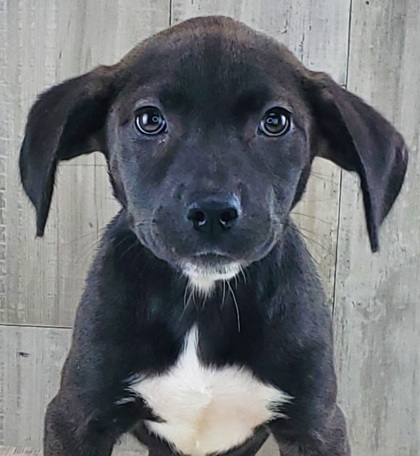 Shelter Stray Female Dog last seen , Caddo Parish, LA, 1500 Monty St, Shreveport, LA 71107, USA