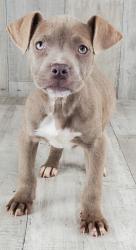 Shelter Stray Female Dog last seen , Caddo Parish, LA, 1500 Monty St, Shreveport, LA 71107, USA