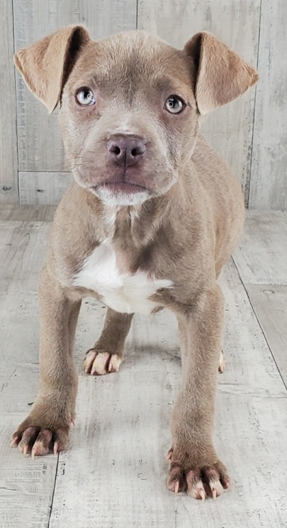 Shelter Stray Female Dog last seen , Caddo Parish, LA, 1500 Monty St, Shreveport, LA 71107, USA